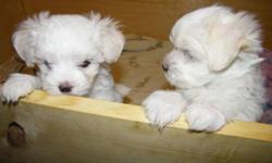 Beautiful Maltese Puppies. Have both a male and female puppy. White silky hair with perfect black points, Both parents have papers and on premises. Puppies have been vet checked, all shots, dewormed and dew claws removed. They are playful but love to be