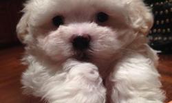 Maltese puppies AKC 8 weeks beautiful little babies,parents on premises,1 female 2 males available.