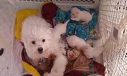 Gorgeous Maltese puppies
3 boys & 2 girls
White with apricot marking
First shots
Dewormed
Puppy pad trained
Born 2/27/15
Ready for new homes on 4/27/15
Super sweet, adorable and smart