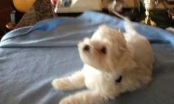 One perfectly adorable, pedigreed maltese pup!.
His sister and brothers have found their new homes and he is our last baby. His mom will not be having any more litters so this is the final pup in a short line of exceptional maltese companion dogs.
He has