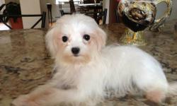 Beautiful small Maltese female puppy shots wormed AKC registered call Anna Marie 845-3247 she is raised in my home ,I do not ship my dogs out nor do I take deposits until you meet her!Thank you
This ad was posted with the eBay Classifieds mobile app.