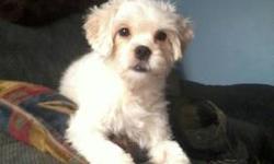 Sweet ADORABLE puppies
Awesome personalities , and the sweetest temperaments
1 female ( picture is a smaller girl that's a lovebug) 1st round of shots, dewormed, super healthy and playful pups.
Ready for new loving homes.
Mom is a maltese shi tzu
Dad is a