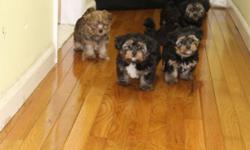 Maltese/Yorkie mix puppies for sale. These pups are cute and full of personality. They were born on 5/26/2016 and will be ready for their new homes next week. These pups will be up to date on all shots and de-wormed before going to their new homes. Now