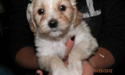 malti-poo's 10 wks old, 1st vaccs. dewormed, well socialized, crate-trained, and paper-trained indoors. These little geniuses is very sweet, cuddly, and also enjoys short walks . The malti-poo's enjoy playing indoors , relaxing on their doggy bed , or