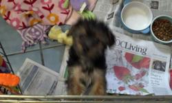 Malti-poo pups all shots wormed playful tiny paper trained non shedding also one adorable 8 month old male available