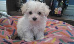 malti-poo's 8 wks old, dewormed, 1st vaccs, health record ,crate - trained, & paper - trained indoors. The malti-poo's is well socialized,
playful and very sweet. They eat 1/3 CUP of Pedigree puppy sized bites & always fresh water. The tea-cup female will