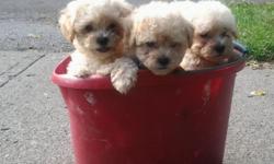 Malti-poo's 9 wks old dewormed has 1st vaccs. comes with health record and health guarantee. the puppies is paper-trained well socialized & crate-trained. 4 beautiful magical boys .
585-406-4393
$350