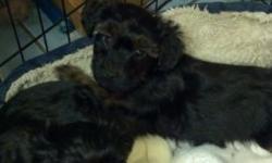 Malti poo pup all shots playful crate trained moving must see