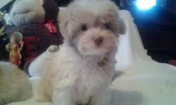 Malti poo pups all shots Lap size wormed playful loving all colors well socialized males and Females 585-351- 7473 or 270-4953