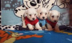 Adorable teddy bears
1 male left
Mom is a bichon frise 12 pounds
Dad is a Maltese - 7 pounds
1 st shots
Dewormed
READY 12-5-14