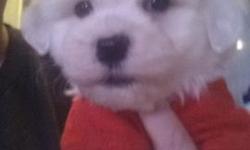 1boy available
Born 12/13/14
Ready on Valentines day
1st shots
Dewormed , vet checked
Puppy pad trained
Super sweet and healthy
Mom is a 15 pound purebred bichon frise
Dad is a 7 pound purebred Maltese
These teddy bears are all white with some apricot