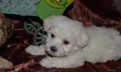 Maltipoo puppy has first shots and been dewormed. 375.00. 6073450666
