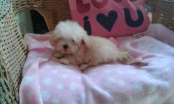 Maltipoo female very cute and sweet charting around 5 pounds as adult. Will come with a health certificate from license vet, shots,wormed please email for more info or to set up time to see her thanks for looking