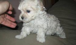 creamy white guy adorable, personable, non shedding hypo allergin, fun tail wagging , hypo allergenic ,non shedding mature around 8 lbs
mother mini poodle dad maltese..
vet visted beofre leaving, deowmred every week rotational, playpen kept strictly in