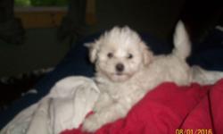 one male puppy available hes 8 weeks vet visted health papers first shots with vet records, dew claws removed weekly dewormed STRICTLY house raised right.....
hes got a 10 lb mini poodle mom & 10 lb maltese dad both best dispsotion & quality here to