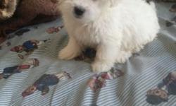 Cute maltipoo puppies for sale 8 weeks old