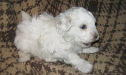 1st genration maltipoos MALES ONLY, weekly dewormed strictly house raised playpen kept not crated, adorable fluffy non shedding hypo allergenic happy go lucky lil dog matureing between 6-8lb average.
parents are both quality purebred maltese dad 5.5 lbs