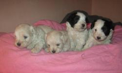 SUPER cute fluffy outgoing playful non shedding hypo allergenic light weight doll babies.
.mature adult size 6-8lbdew claws removed
dewormed weekly strictly house raised
they will be vet visted on the 3rd with health paperwork & first set shots
mothers