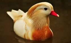 Pair of whites 2012 hatchings fully colored $300 Two single males 2012 hatching also fully colored $60 each one the normal males is split to white..Finding these ducks this late in the season is extremely difficult you will most likely will have to wait