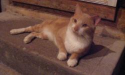 Manx - Bob - Medium - Adult - Male - Cat
I am an male orange Manx who was abandoned. I have really nice coloring and am a very handsome boy. I am about 5 years old, like other cats, and love attention. I am super friendly and really not shy at all. I have