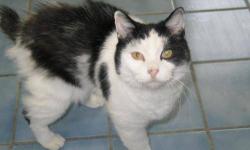 Manx - Cutter - Small - Adult - Male - Cat
Insert description here. The shelter is open Tues through Friday, 1pm to 6pm, and Sat 12-4pm. Closed Sunday and Monday. Stop by or call: 607-753-9386.
CHARACTERISTICS:
Breed: Manx
Size: Small
Petfinder ID: