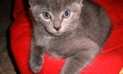 Manx - Gus - Medium - Baby - Male - Cat
Gus is a beautiful charcoal gray boy with green eyes. He has no tail. His brother are Donovan also born without a tail. If interested in adopting Gussie please fill out the adoption application on our website