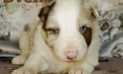 3/4 Maremma 1/4 Border Collie puppies. Both parents on the farm, great dispositions for livestock dogs or pets. Call 585-354-6756 to make an appointment to come see and reserve your pup! Ready to go January 1st.