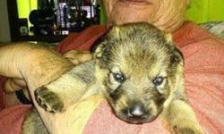 Puppies, born March 11, 2014 come from a long lineage of pedigree. Dam on site imported from Czechoslovakia,Sire is the son of imported Dutch Shepherd and Czechoslovakian Shepherd; sire is presently employed on a Metropolitan Police Force. Will make great