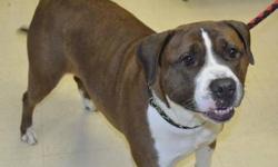 Mastiff - Honey - Large - Young - Female - Dog
Honey is a 4 yr old spayed Mastiff/Boxer mix. She is leash trained. She is hard to read, very aloof. She does not seek attention, but will accept it when given. We suggest a quiet home with no other animals.