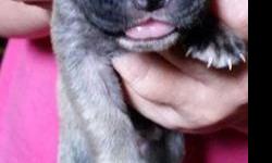 Hello all.. we have a beautiful litter of mastiff puppies for sale 4 girls n 8 boys.. Brindle, liver, tan/black mask, silver, apricot.. they are 2 weeks old.. will be ready to go soon enough.. i am taking names n 200.00 NON refundable deposits now to hold