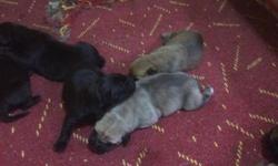 I have 3 pups available call me at 646-3451701 father is 180 pounds South African Boerboel