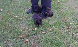 These pups are 4 different mastiffs in one. ...great family dogs good with other dogs/cats ... loves children...they are 9 weeks old paper trained and ready to go to good homes.... males are $350 females $450 ... please contact me at 585-820-8314... stacy