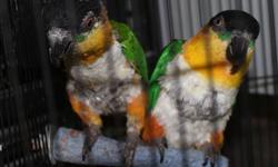 Black Headed Caique Mature Males 3 y/o
wants a mate - eager to mate.
DNA tested
2 available - Both males 1 is semi tamed, the other one is purely a breeder.
If you want to breed a caique now is your chance to get a good male!! Make an Offer - They need to