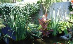 Description Mature Iris Plants - yellow
Spider Lilly
Taro
Misc.
Grow very well in ground or pond.
Free Rx Discount Card with purchase.
Up to 85% savings on prescriptions. MRI, cat scan, lab fees