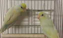 we have some matured ready to breed parrotlets available now. prices are as follows:
Yellow 90
White 100
green pied 120
Pastel blue 120
Dilute turquiose 120