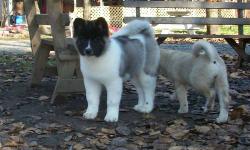 This boy is 3/4 Akita x 1/4 Siberian Husky. He will be large at maturity, say from 90 - 120 lbs., and he will look even larger with his long coat. He will have all the traits one looks for in an Akita; big bear head, loyalty and protectiveness of family;