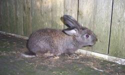 young rabbits will be large also have cal.rex and pure whites Cal. sired