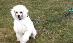 Beautiful white poodle male all shots on 8 mounts call for information 347-757-8656
This ad was posted with the eBay Classifieds mobile app.