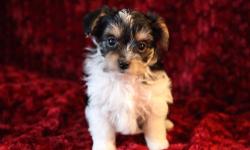 This is Willy - our 10 week old Biewer Terrier! He is so calm and gentle - he is going to make the best lap dog!
He was born on 9/21/12 to our IBC registered 5.5lb female and 4.5lb male. The sire of this litter has a champion pedigree. He will be ready