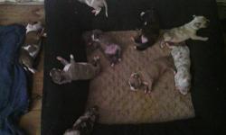 i have 7 merle (that means they have a rare ''marbled'' coat) american pitt bull terriers. 2 boys and 5 girls. they are 4 weeks old and cannot be taken home until 8 weeks. i am now taking deposits for them.