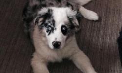 I have a three month old blue Merle male border collie dropped price down to 500.00 has had first and second shot and been wormed on schedule very good loving pup amazing dog I had a litter of 11 kept him cause daughter wanted me to but she has already