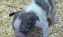 These beautiful babies are 4 weeks old taking deposits now to hold your baby ( 300 deposit) there are 3 males 2 blue Merle and a brindle/white the sire is a import chocolate French bulldog (akc) mother is a frenchie hybrid. Blue, chocolate and Merle
