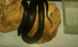 Mexican King Snake with tank and accessories. Snake is healthy, about 4.5 ft. in length and 5 yrs of age.
Snake comes with a 55gallon tank and screen top, heated rock, water bowl & log.
Price neg.