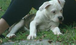 Must go a good home! ASAP
OBO (or best offer) Call with your offer!
Ready for a good home! Female & Male puppies available! Check out our other listings too.
Puppies For Sale, Full Breed American Bulldogs w/ Champion Lines, and papers (Registered w/ NKC)