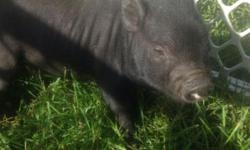Micro pigs for sale!! 4 males and 1 female...males are $800 and females are $1000. All Jens Pig Barn pigs come lease and litter trained, fixed and given all necessary immunizations!!! You can visit my website at www.jenspigbarn.com or my Facebook page