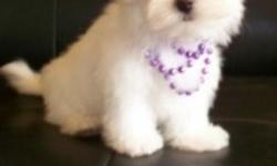 Non shedding , hypoallergenic Maltese males left . Everyone always ask me what's better a boy or girl. ?
Honestly if you get a boy spayed he will always squat like a girl and never raise his leg in house .
The girl will get her menstrual and sometime