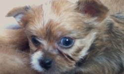 Meet Mikey. He is 2/3 Yorkie and 1/3 Japanese Chin mix. He is tan and has a tiny sweet yorkie face and body. Please go to our website, www.littlewondersofnewyork.com for full info or call 607-725-0497
We are hobby bredders. Adult dogs are our pets.