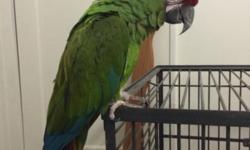 I have a 7 year old military Macaw for sale named Riley. Awesome bird but I have to part with him as I am moving to California. He comes with cage and a separate stand. Please feel free to text or call me. Thank you god bless.
This ad was posted with the
