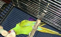 proven pair of breeding macaws will trade for baby blue and gold