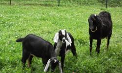 Did you know that 1 or 2 goats can supply an average family with enough milk for the whole year?? Lots of goats to pick from!! new kids, yearlings, milking does.
some Nubian, some alpine/Nubian, some pygmy/dwarf.
most have been disbudded, all are up to